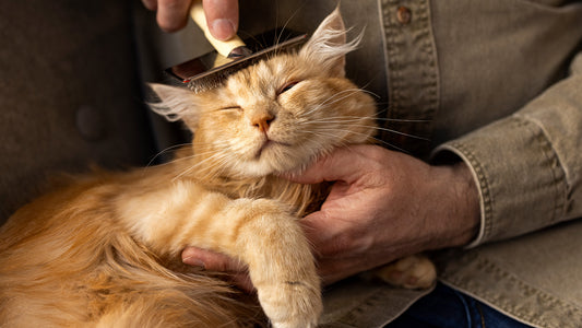 The Ultimate Guide to Cat Grooming: Tips for a Healthy Coat