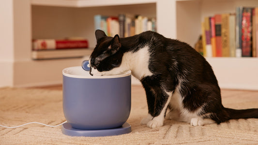 Cat drinking