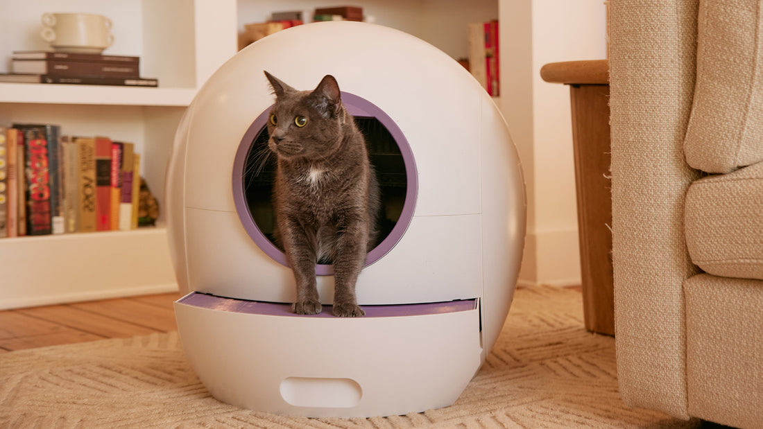 Cat using self-cleaning litter box