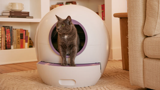 Cat using self-cleaning litter box