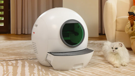 Avoid Common Cat Litter Box Mistakes: Tips for a Comfortable Environment