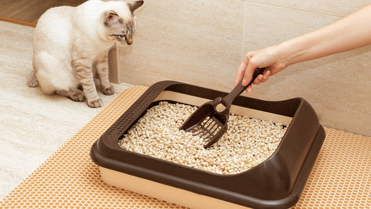 Traditional Litter Boxes vs. Self-Cleaning Litter Boxes: Which is Right for Your Cat?