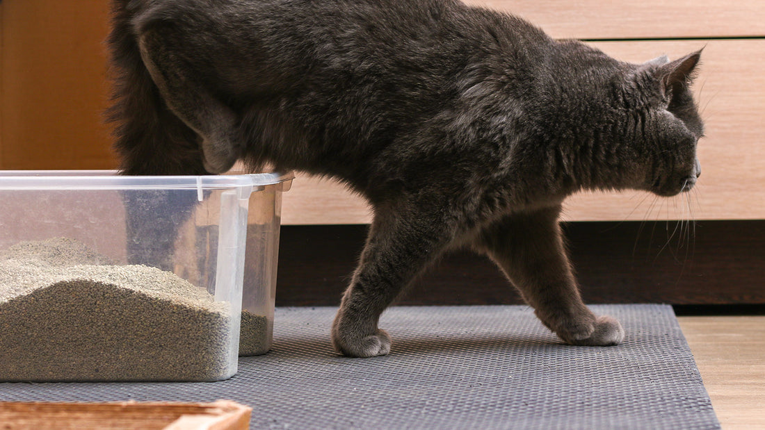 Cat Litter Mats Useful