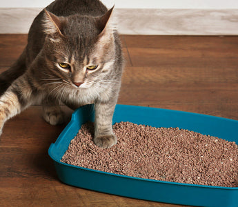 How to litter train an adult cat outlet