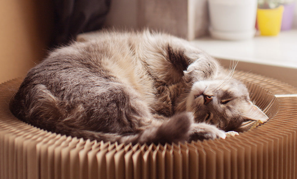 How to Train Your Cat to Use an Automatic Litter Box
